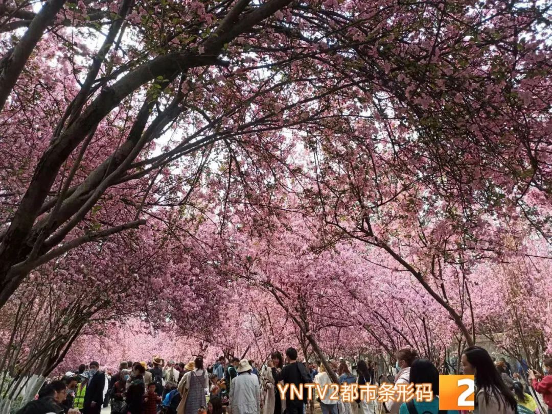 昆明信息港/cnkmxxg