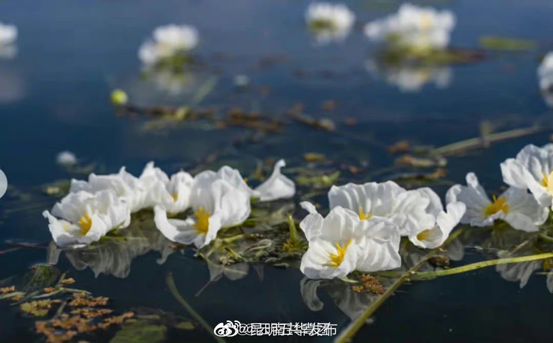 “昆明五华发布”微博