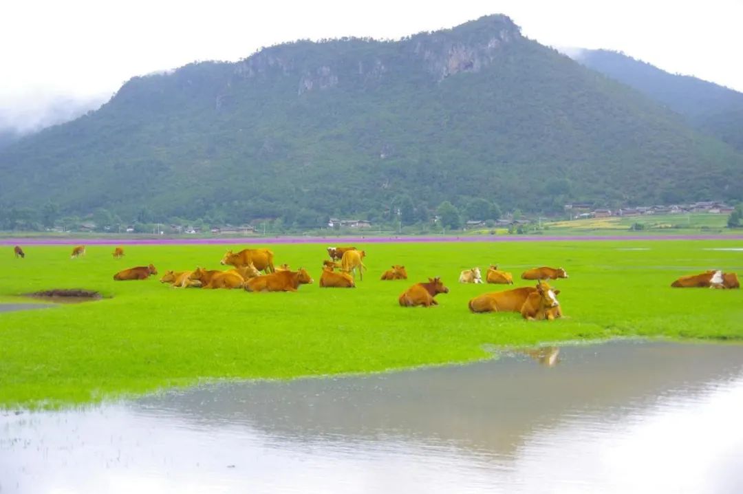 丽江日报