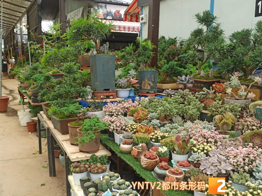 昆明信息港/cnkmxxg