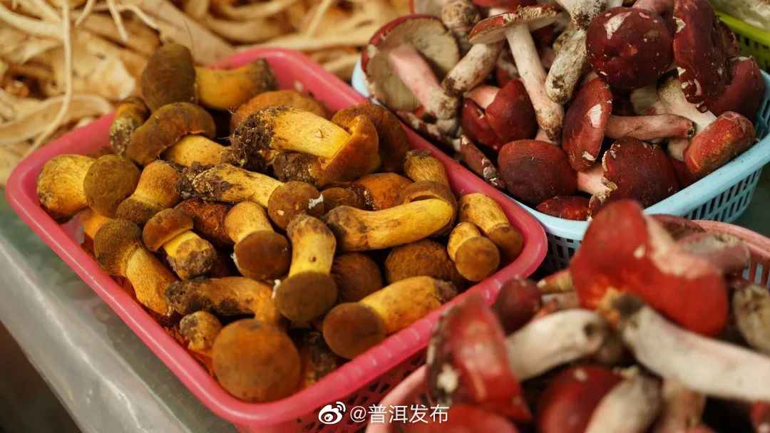 食鲜季，来普洱吃菌子吧
