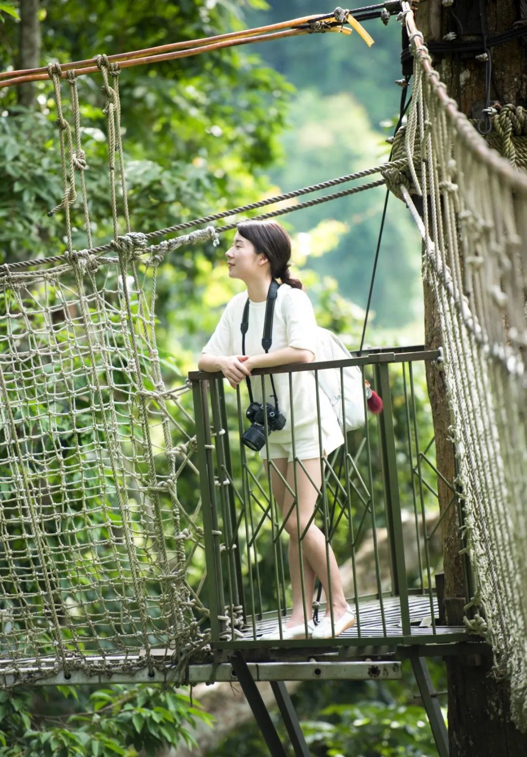 西双版纳望天树景区