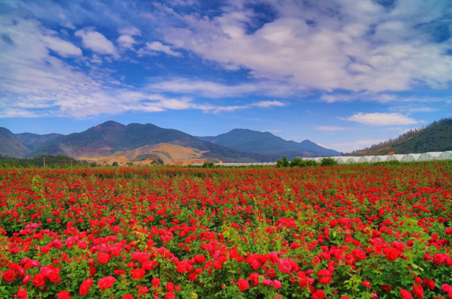 云南省文化和旅游厅