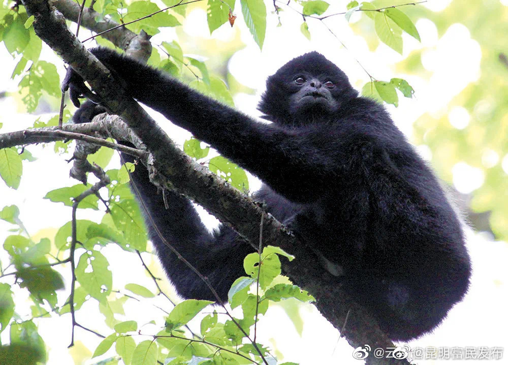 “昆明富民发布”微博
