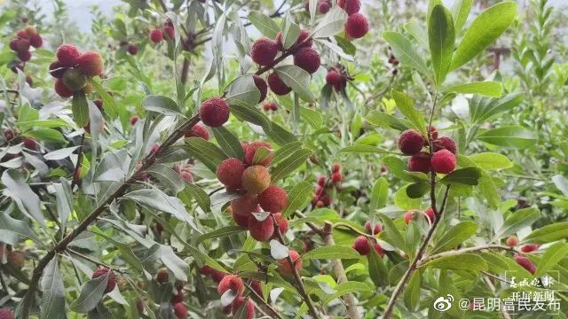 富民杨梅远销省外 年产值逾5000万元