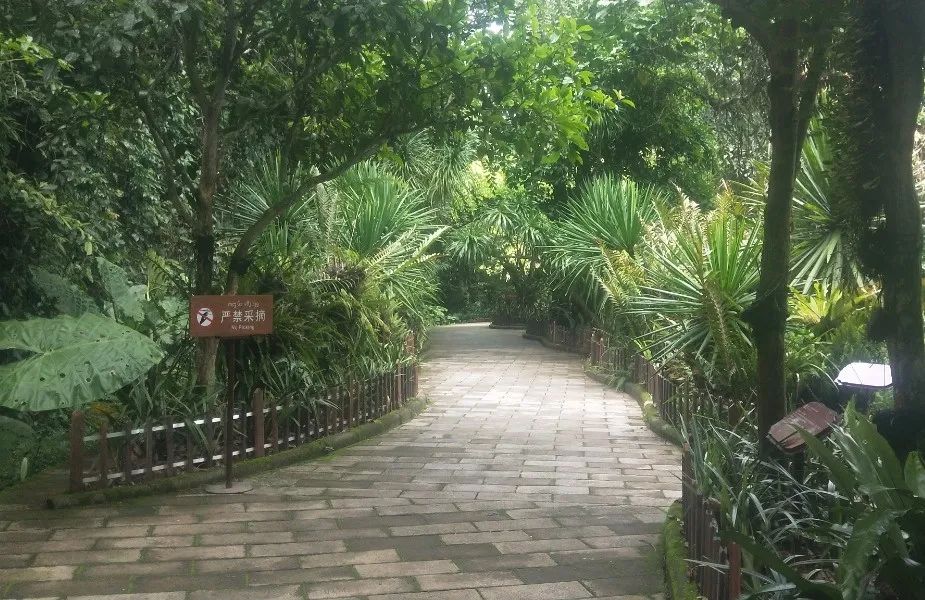 西双版纳望天树景区