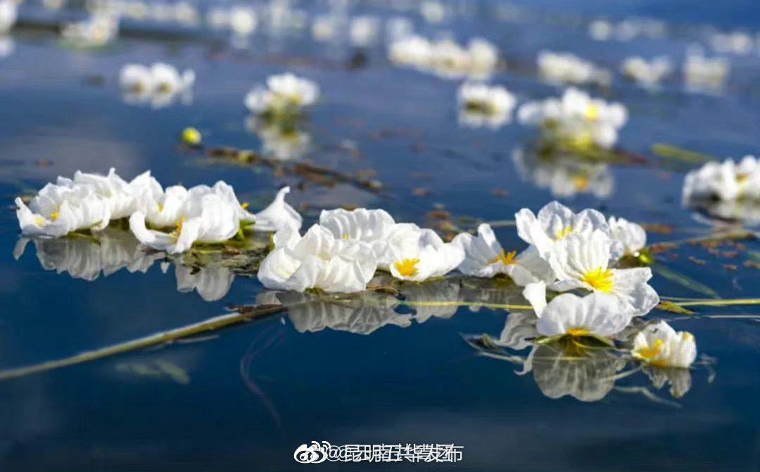 “昆明五华发布”微博