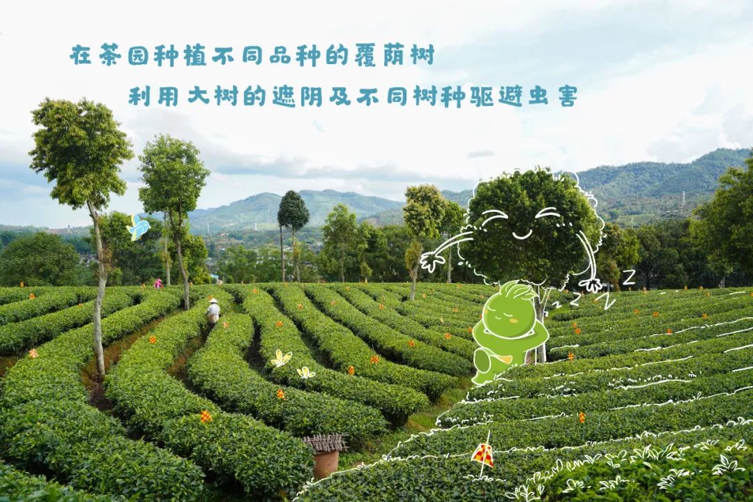 普洱日报