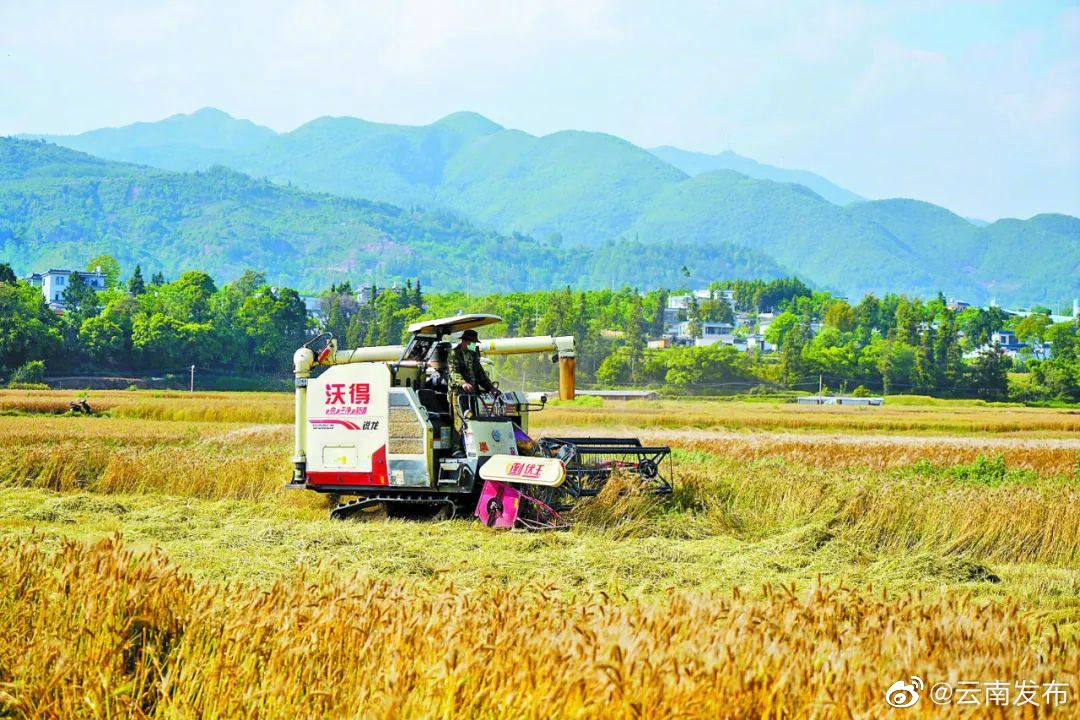 已收获1486万亩！云南夏粮丰收