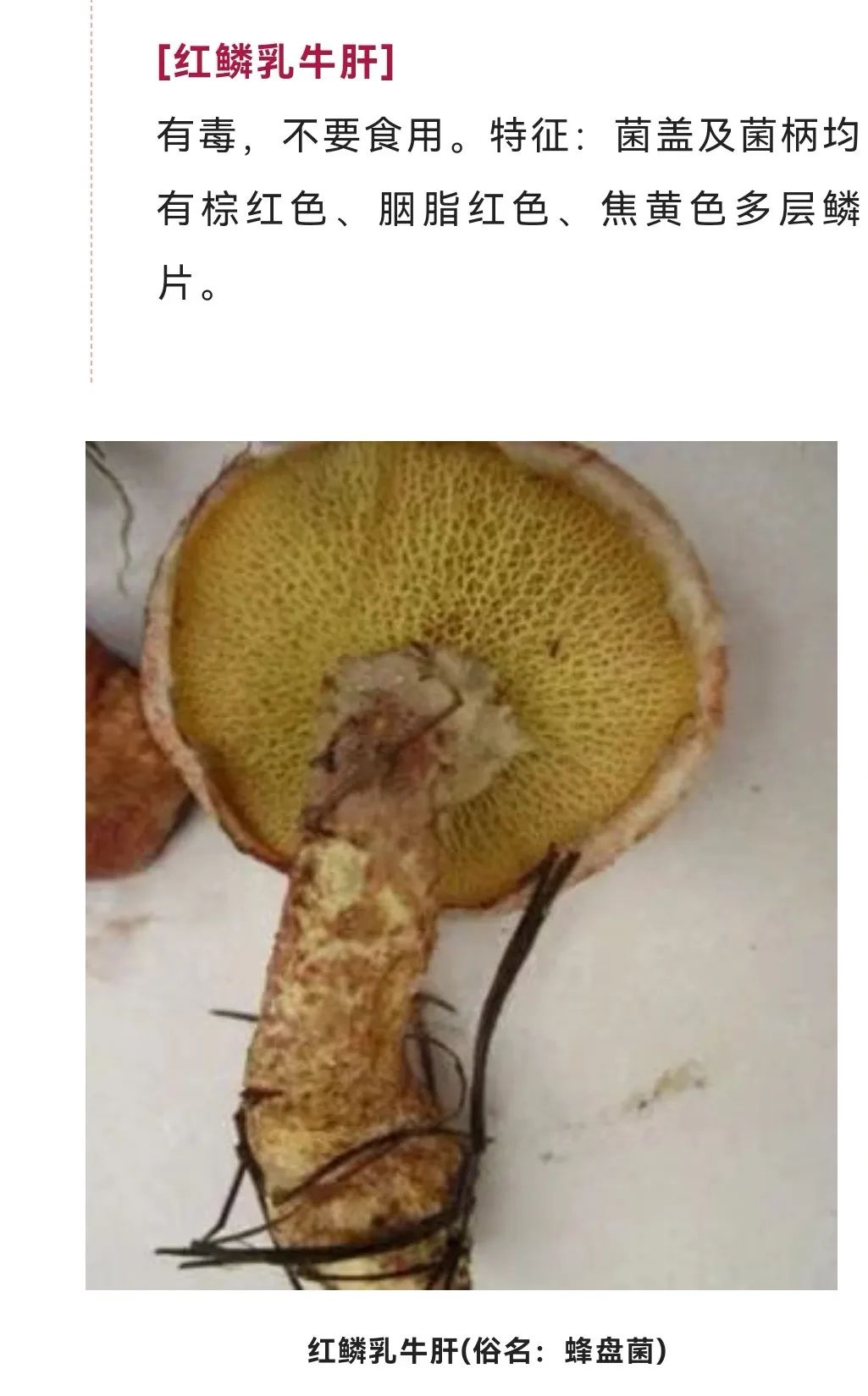 美丽云南微科普