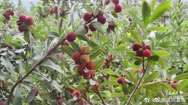 富民杨梅远销省外 年产值逾5000万元