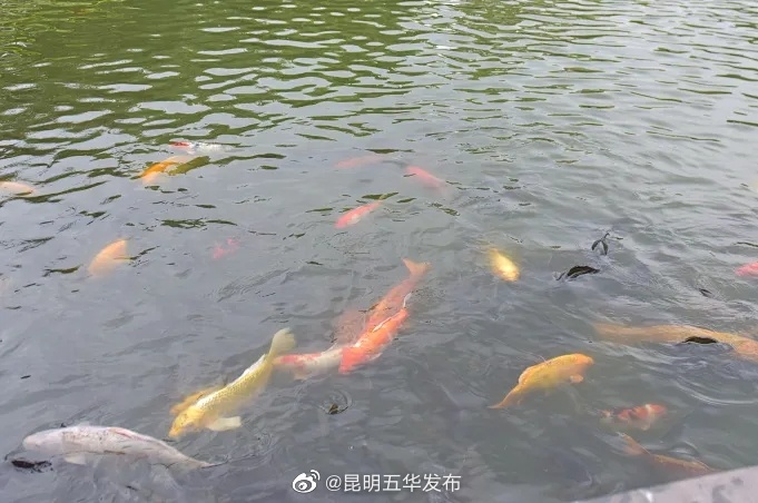 “昆明五华发布”微博