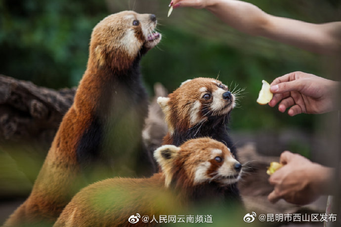 昆明市西山区发布