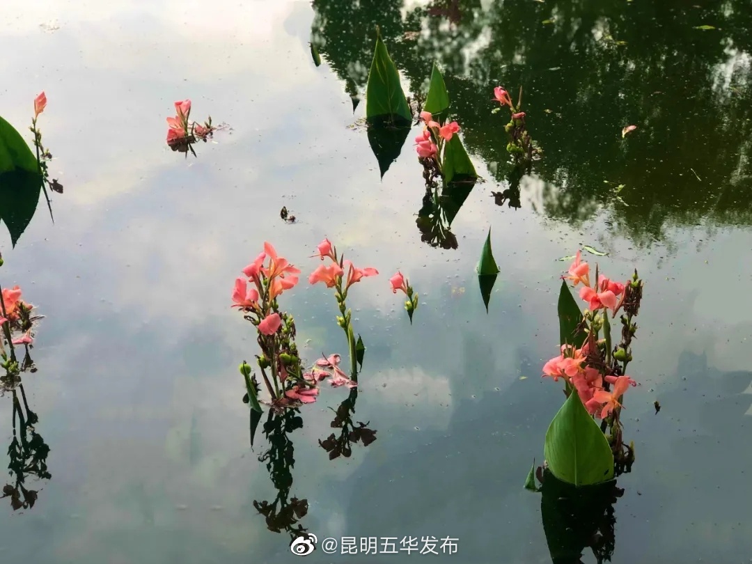 “昆明五华发布”微博