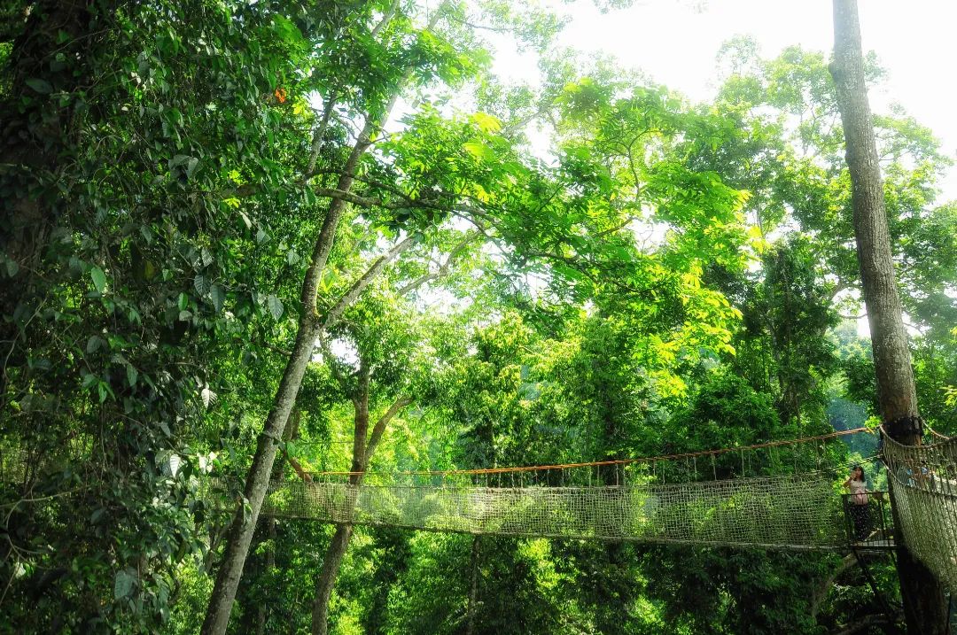 西双版纳望天树景区