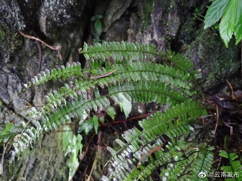 “云南发布”微博