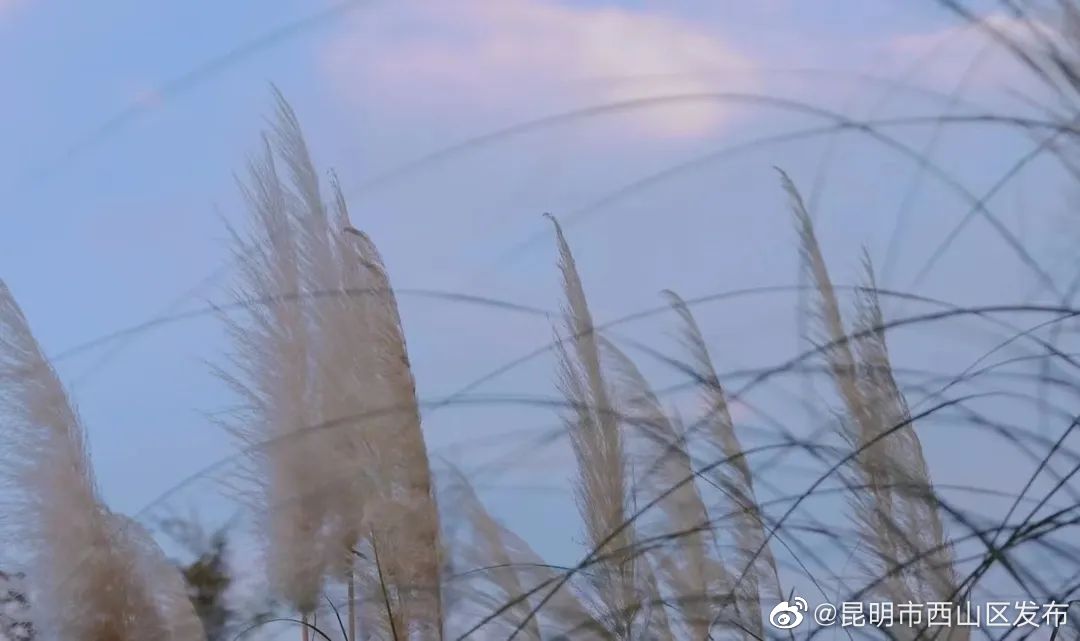 昆明市西山区发布