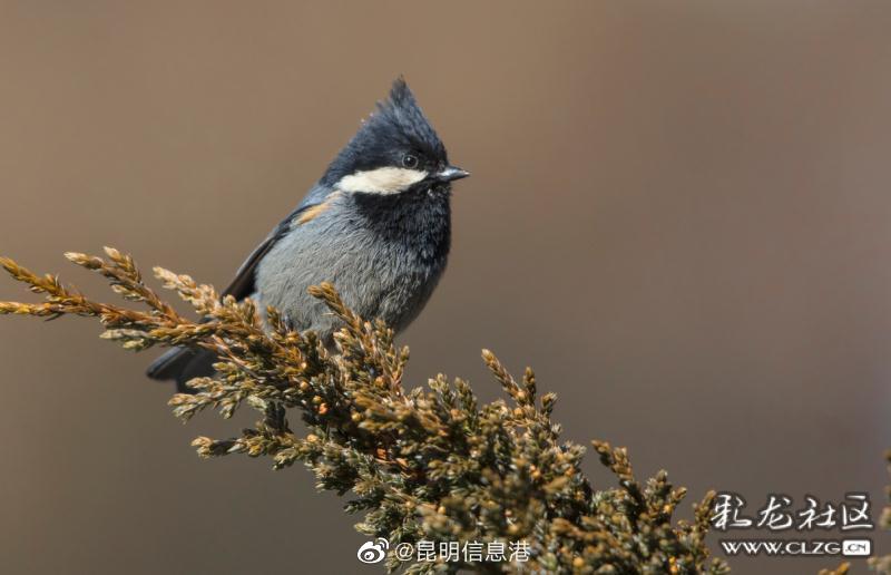 昆明信息港