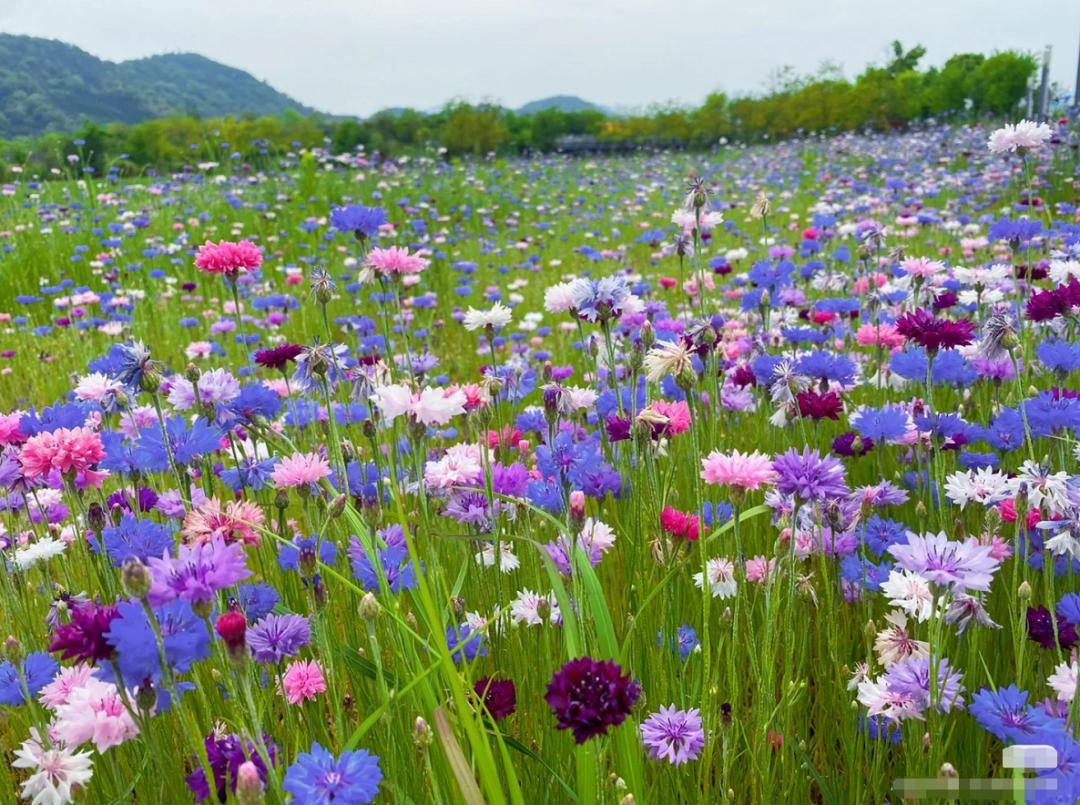 昆明滇池国家旅游度假区管理委员会(微信)