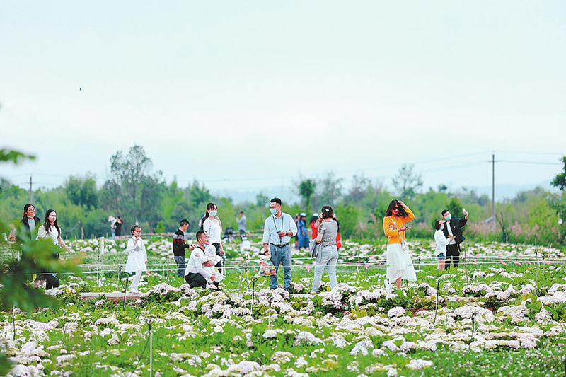 昆明斗南湿地5万平方米绣球花海迎来盛花期