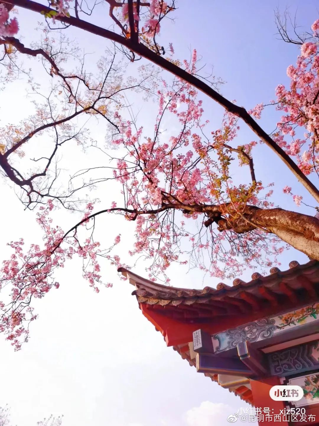 昆明市西山区发布