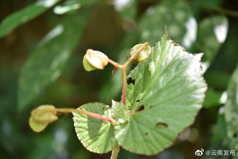 “云南发布”微博