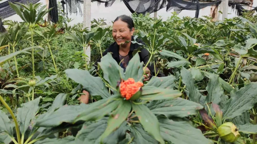 丽江日报