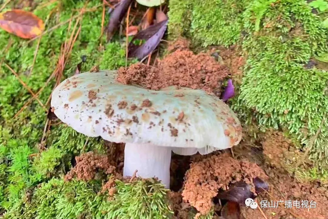 保山广播电视台