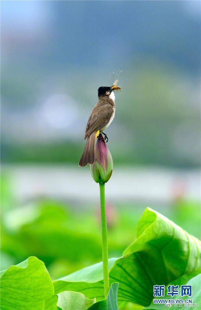 “云南发布”微博