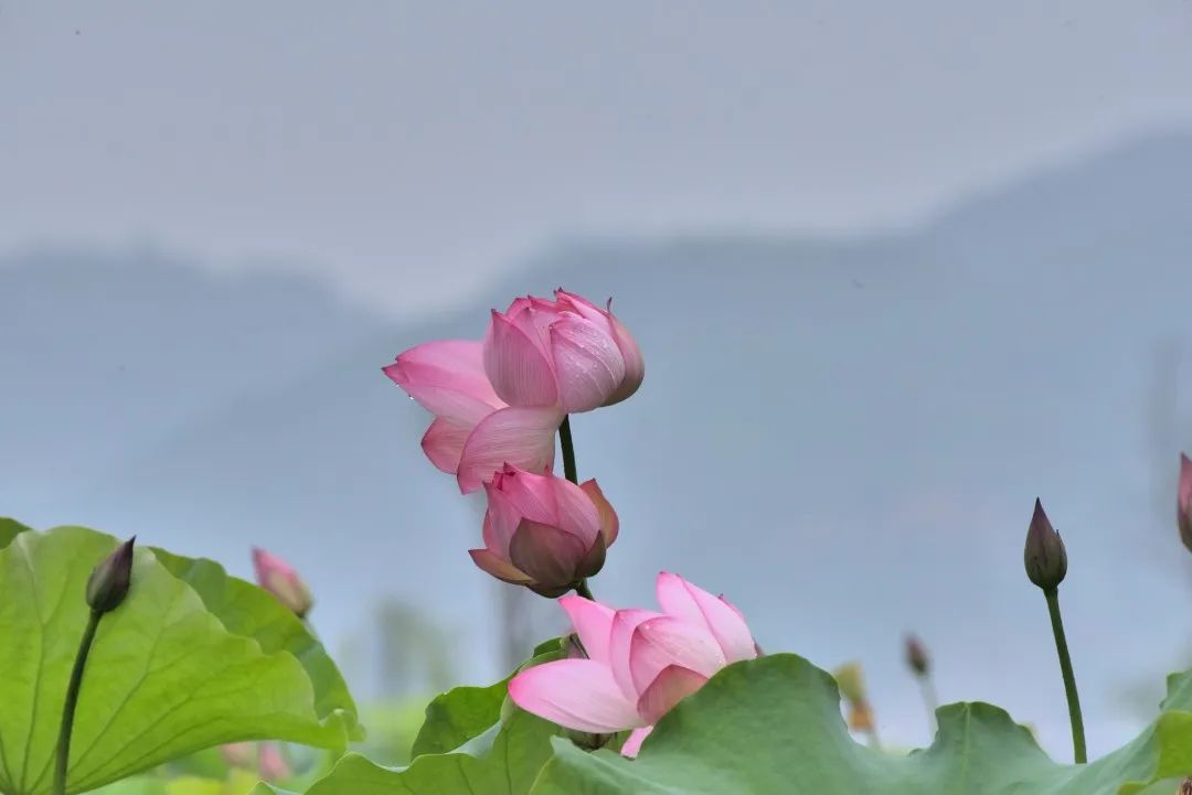 清廉普洱