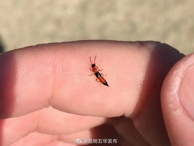 隐翅虫体内自带强酸毒液