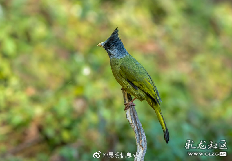 昆明信息港