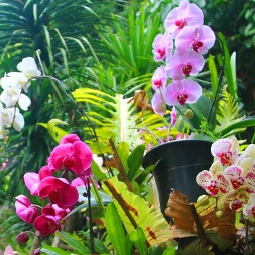 西双版纳望天树景区