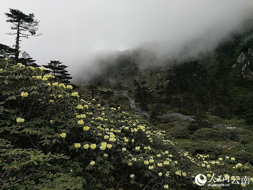 新华网云南频道