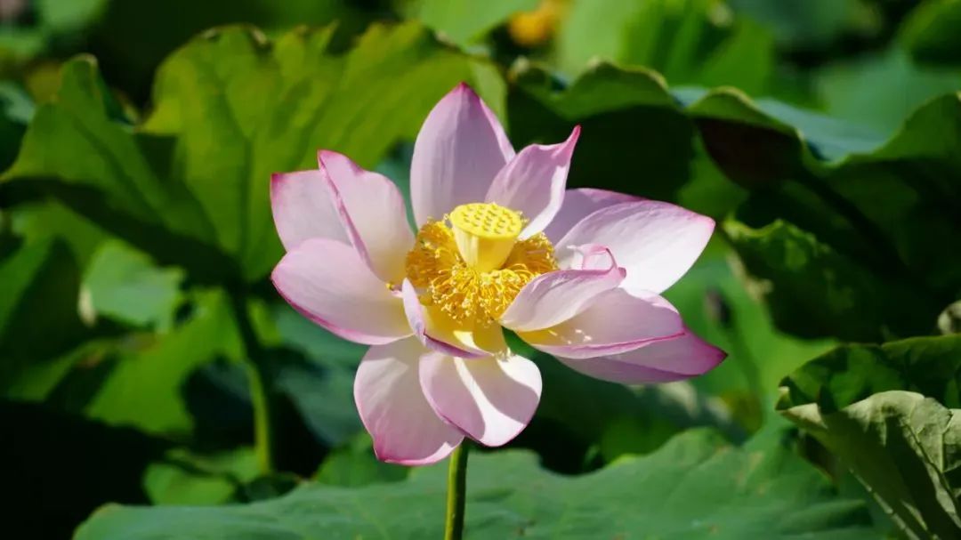 昆明国家高新区发布