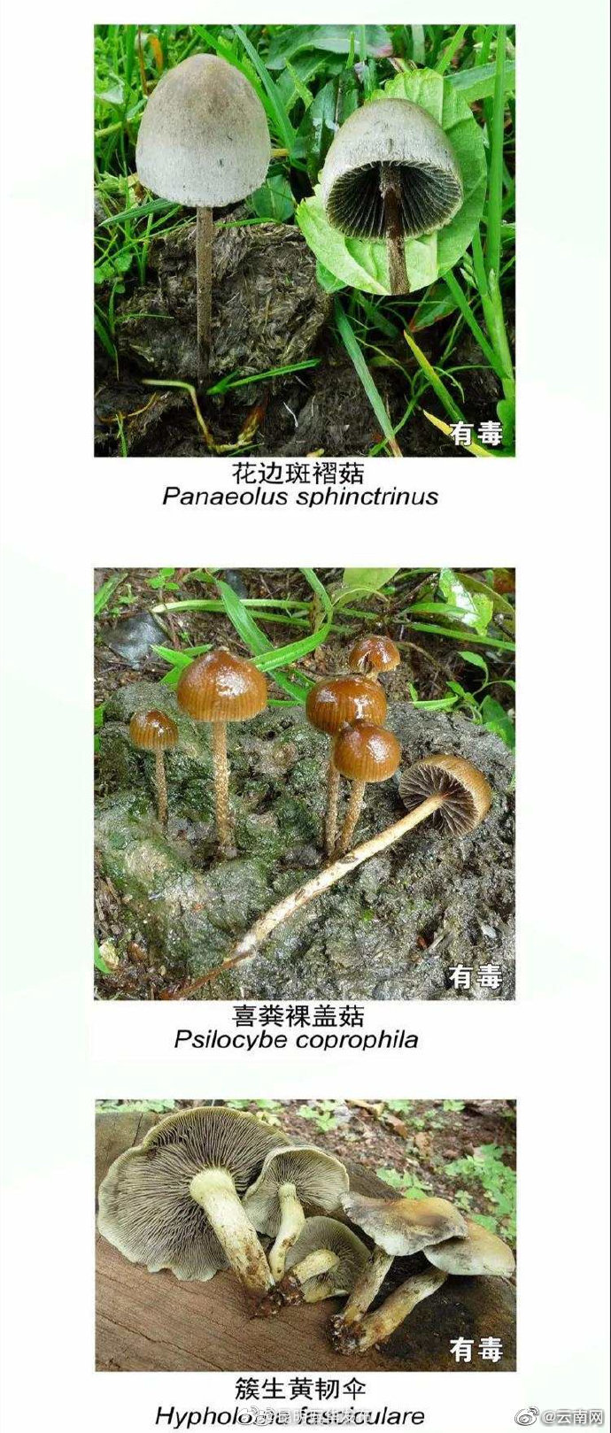 “昆明五华发布”微博