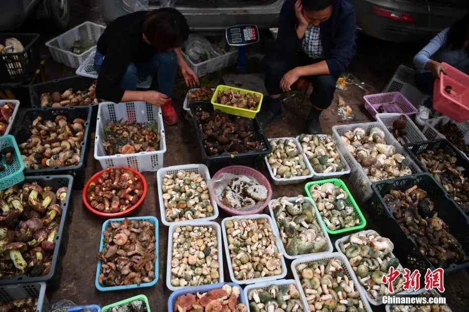 美丽云南微科普