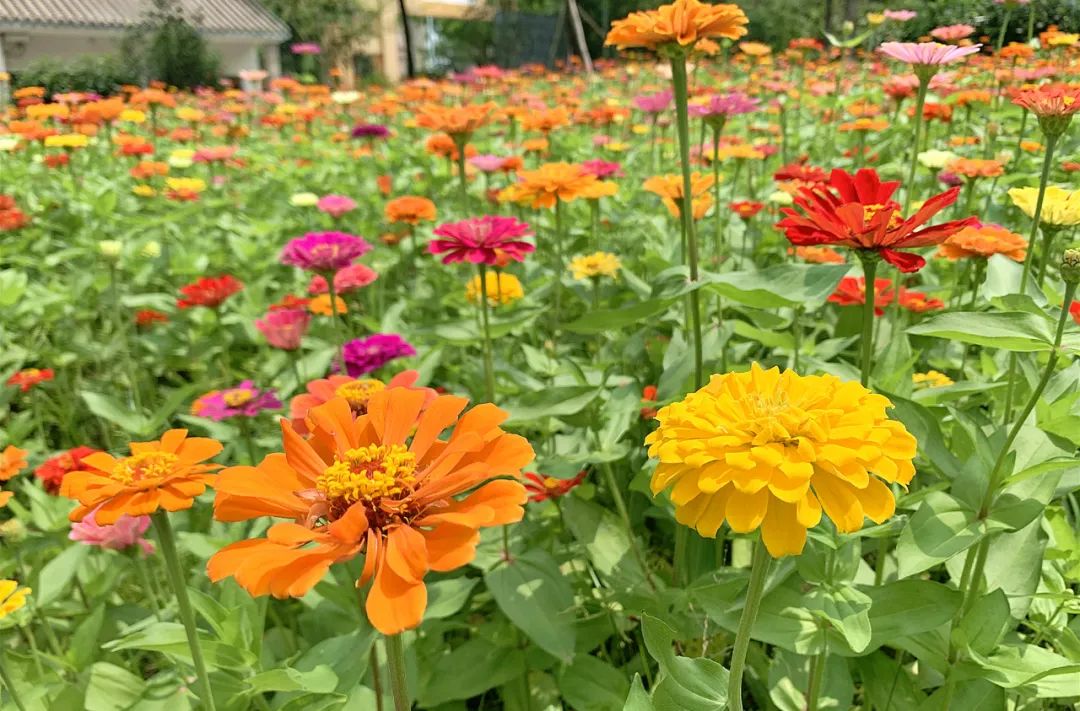 昆明滇池国家旅游度假区管理委员会(微信)