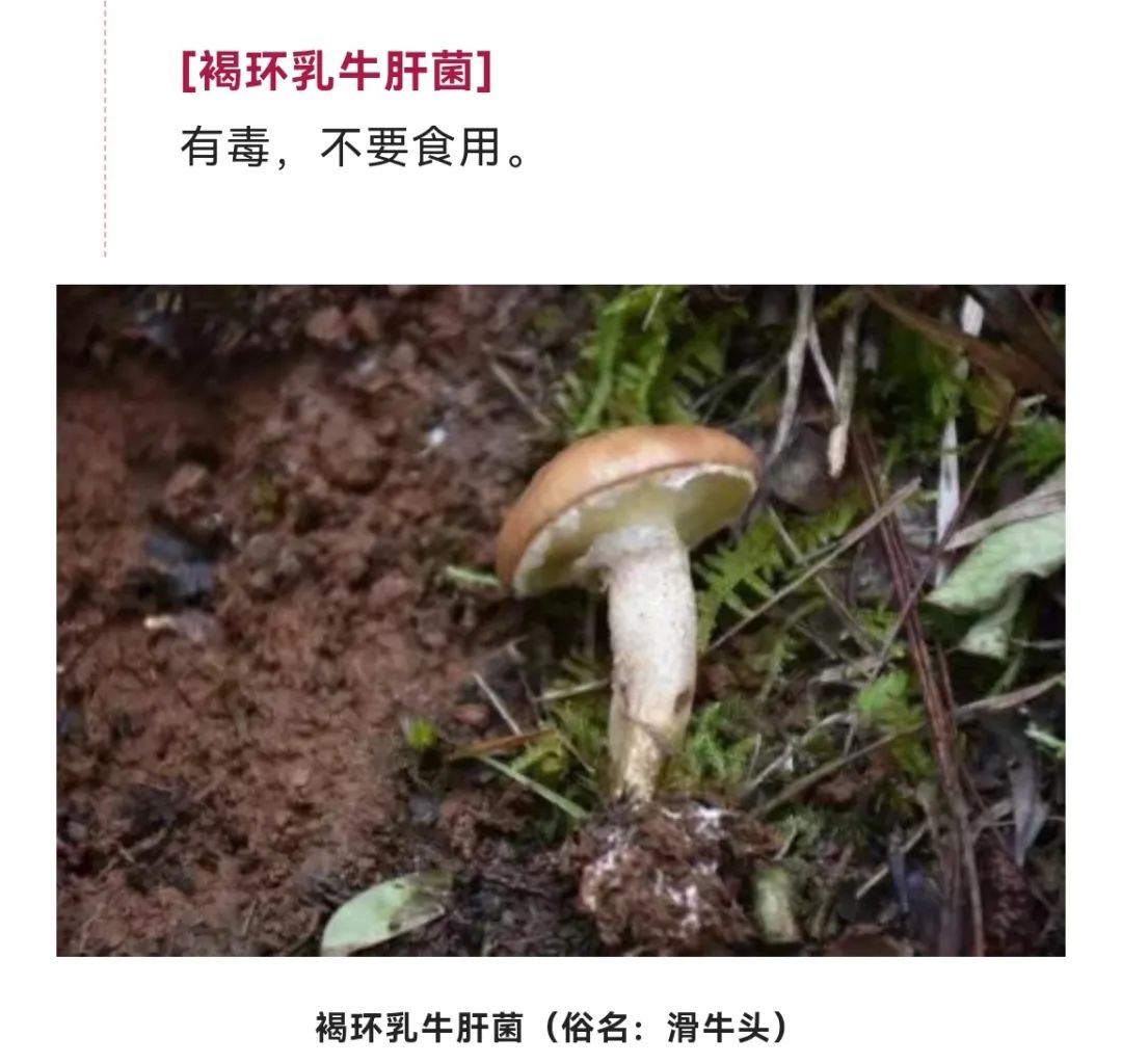 美丽云南微科普