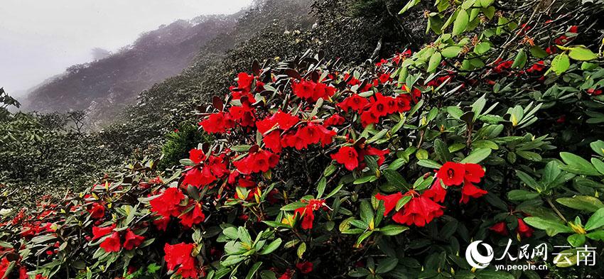 新华网云南频道