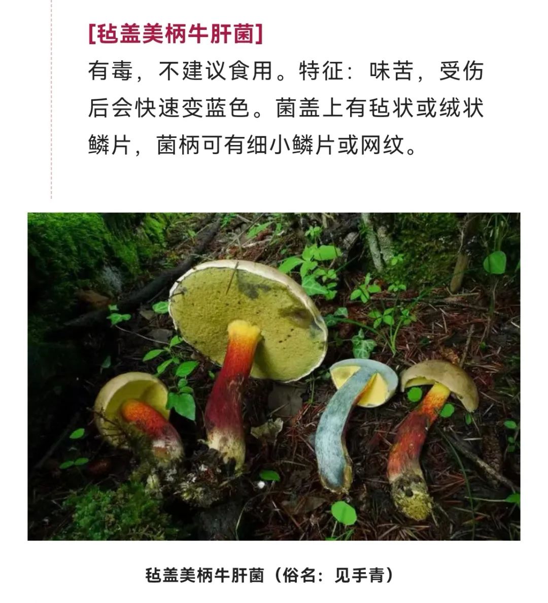 美丽云南微科普