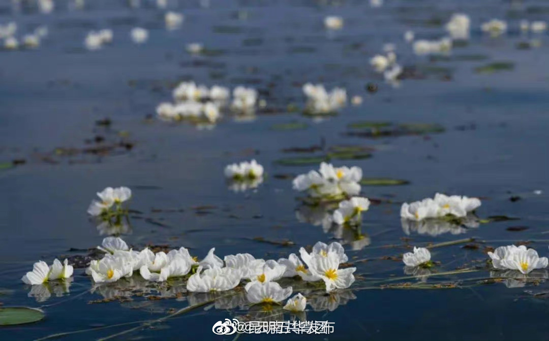 “昆明五华发布”微博