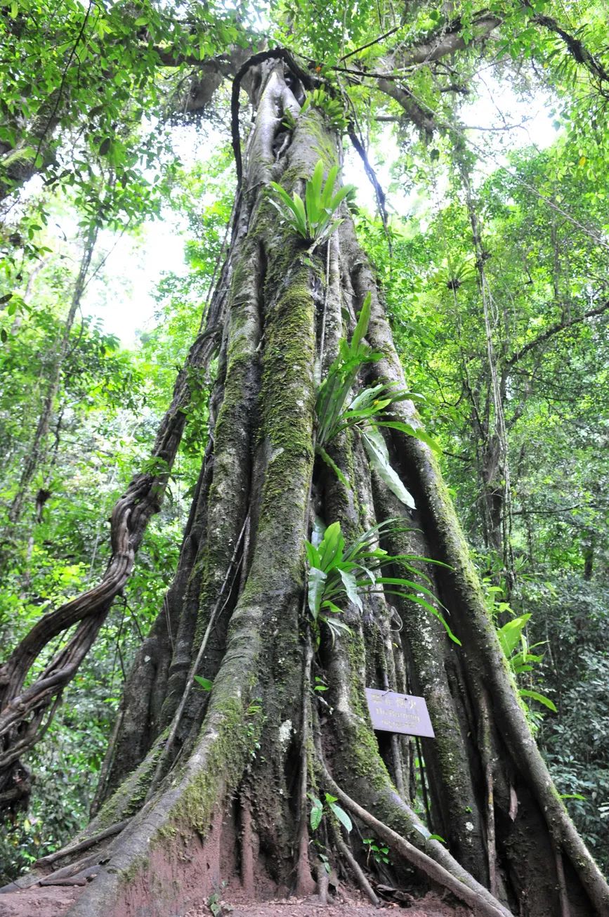 西双版纳望天树景区