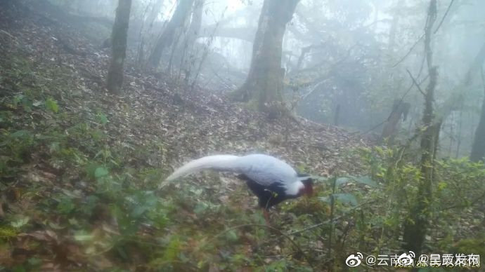 呈贡发布
