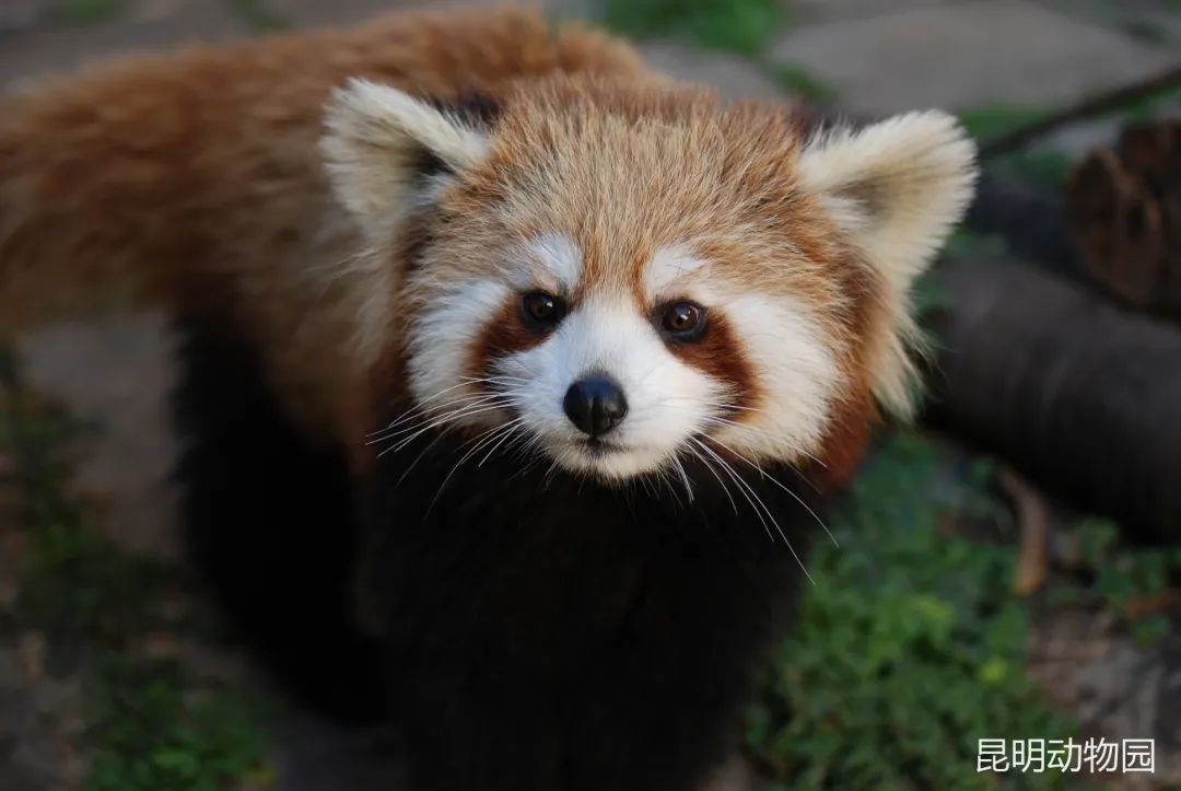 昆明动物园