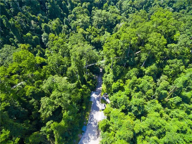 西双版纳望天树景区