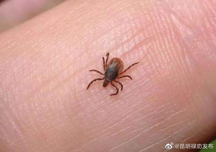 蜱虫吸血最长能吸十几天