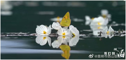 昆明市西山区发布