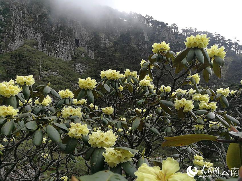新华网云南频道