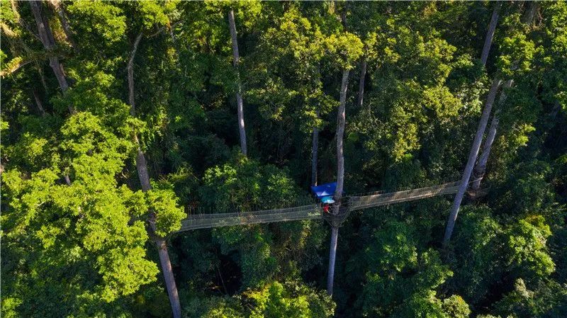 西双版纳望天树景区